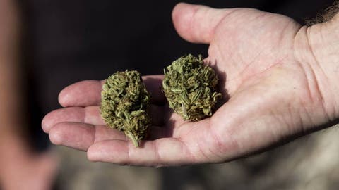 Es La Marihuana Tan Esencial Como La Leche O El Pan En Eeuu Muchos Creen Que Si