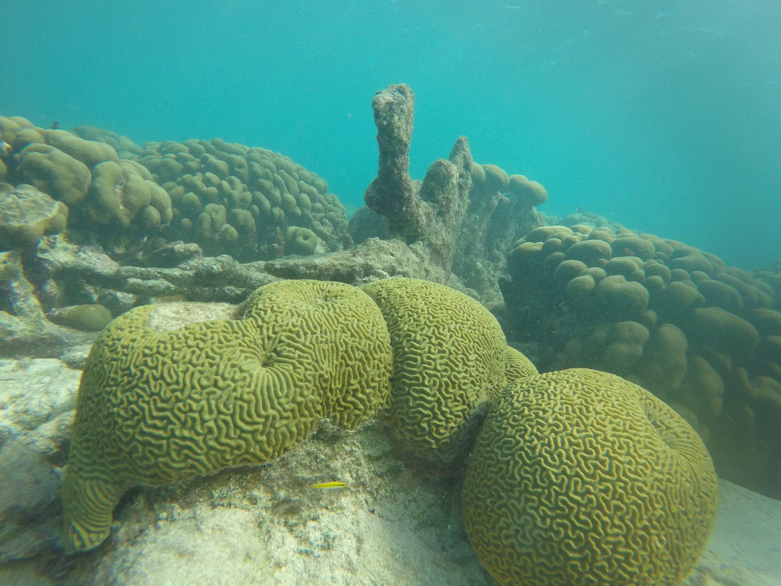 Structura Di Poblacion Y Conectividad Di Coralnan Hermatipico Dentro Di Zuid Caribe Hulandes 160 Credit Eric Mijts All Rights Reserved Scaled