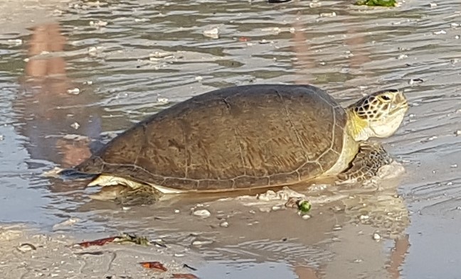 Un Logro Emocionante 161 4. .Op Weg Naar Zee