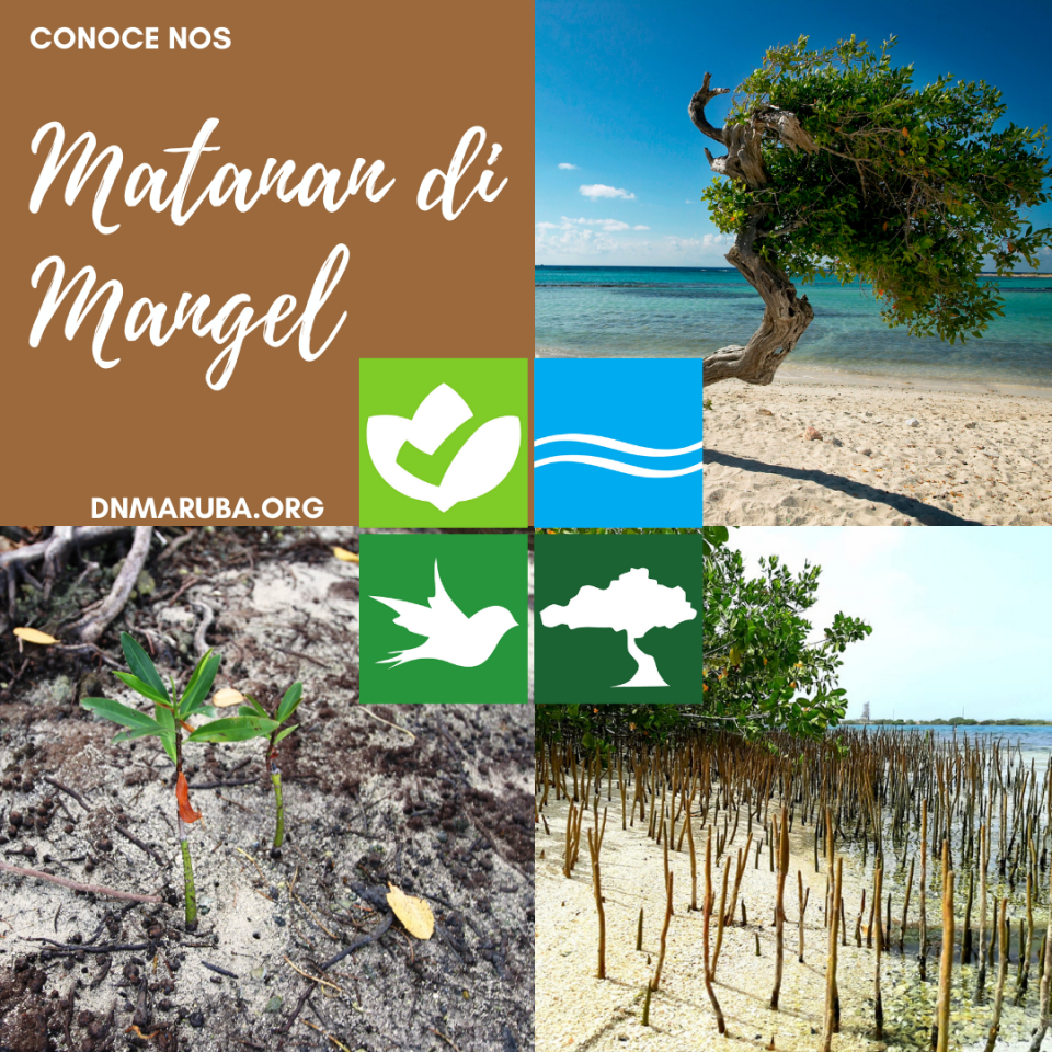 Conoce Nos Matnana Di Mangel