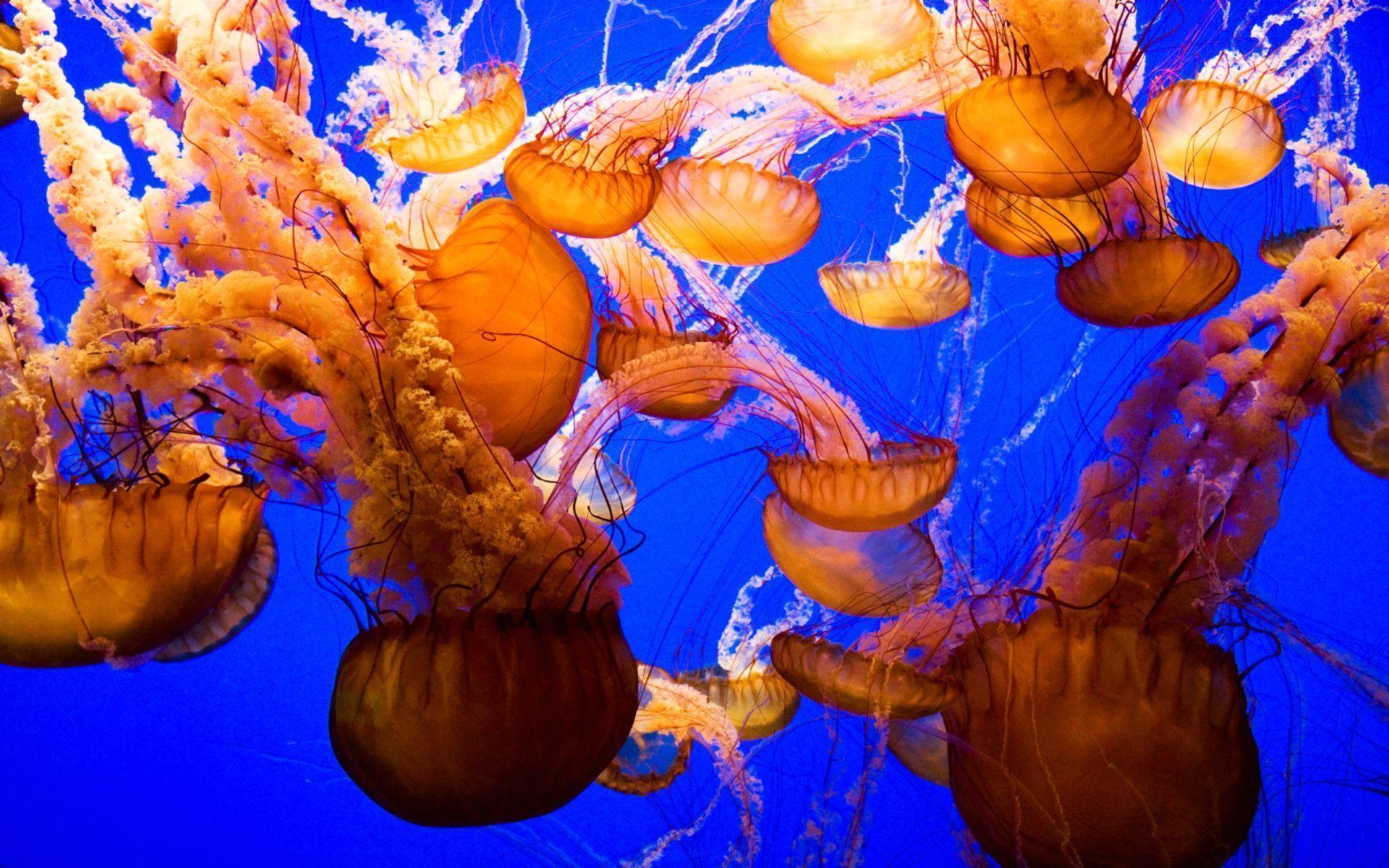 Cuerpo Policial Ta Desconseha Personanan Di Bay Landa Jellyfish Na Diferente Lama 160 Jelly Fish