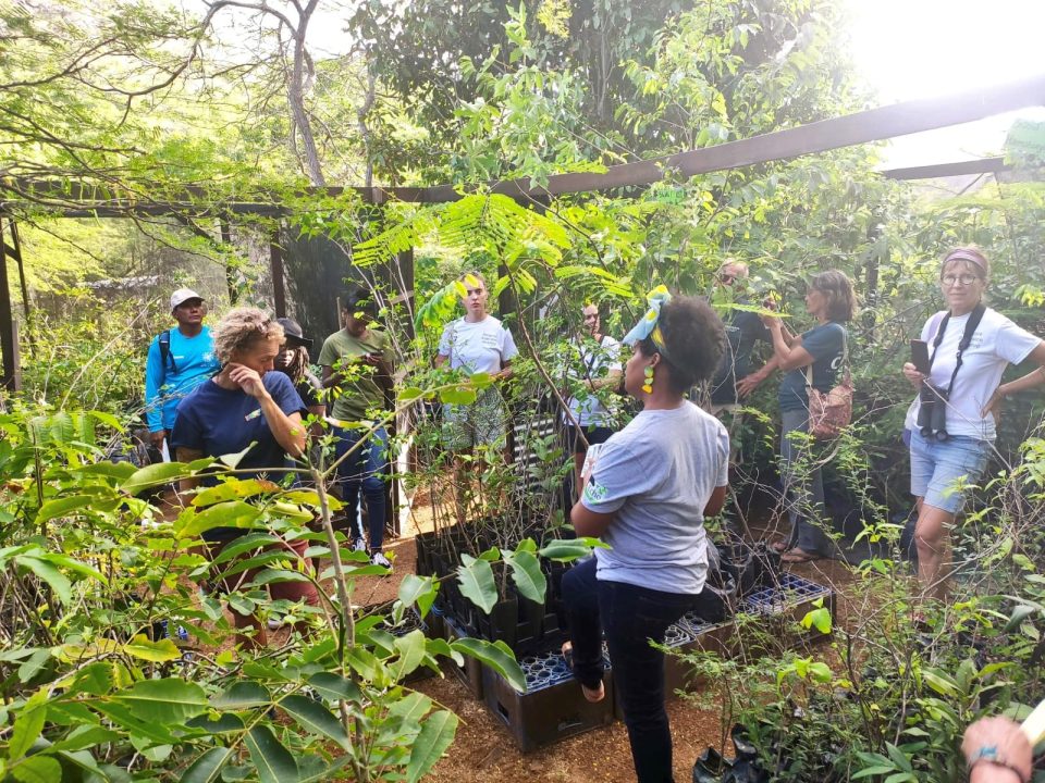 Mangrove Workshop 5