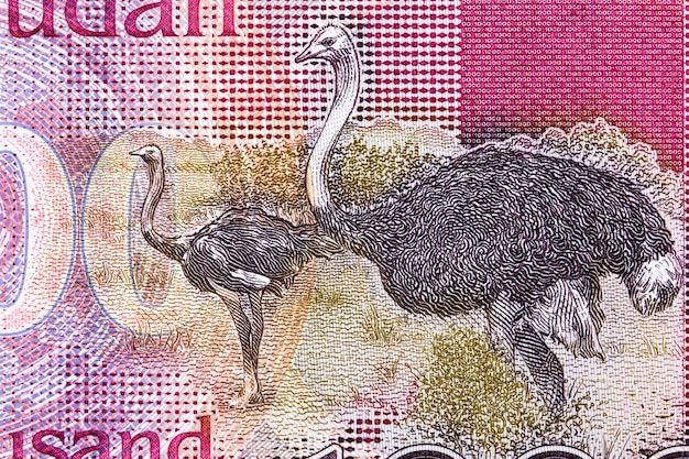 Avestruces Libra Dinero Sudan Sur 52793 1815 1