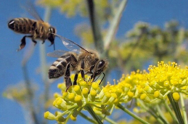 Bo Sa Con Importante Abeha Ta 160 Abeja Di Honing 2