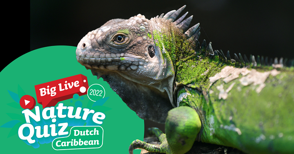 Big Live Nature Quiz – Ganadonan Na Corsou, Aruba Y Saba 161 1 Big Live Nature Quiz ...2022