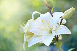 Sra. Vda. Henriette Holmond Toppenberg