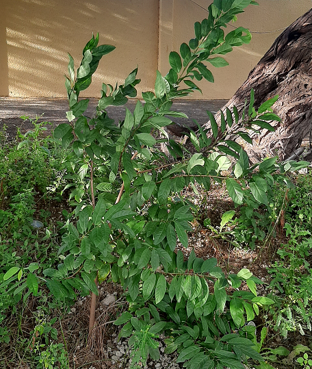 Annona Squamosa