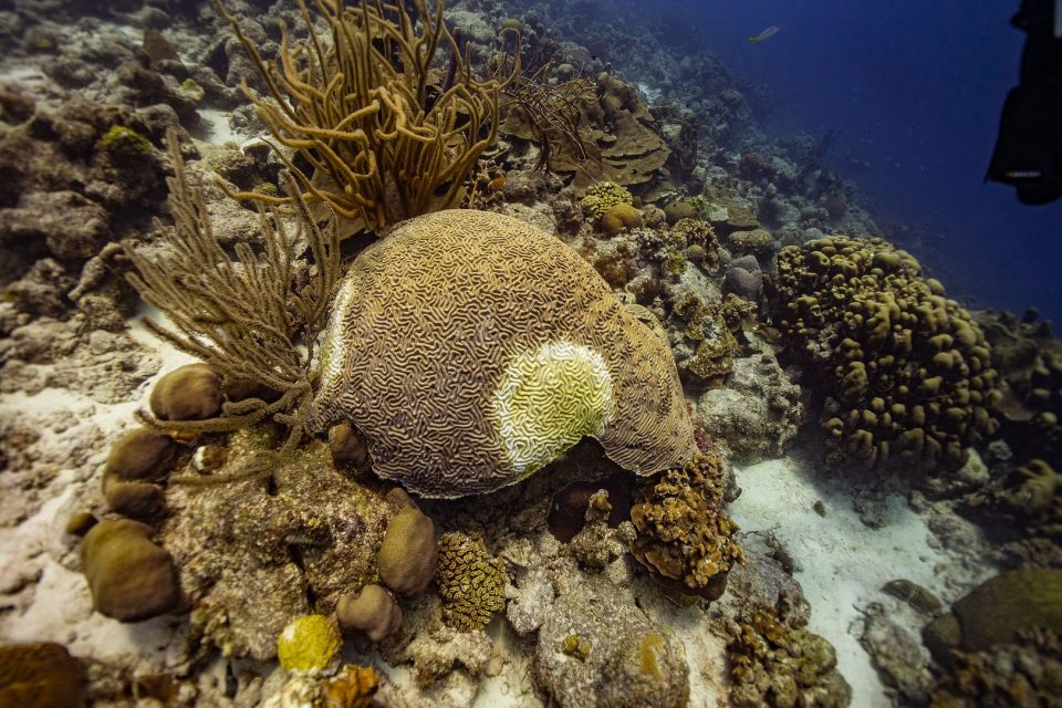 A Brain Coral With Stony Coral Tissue Loss Disease. Credit Stinapa Bonaire
