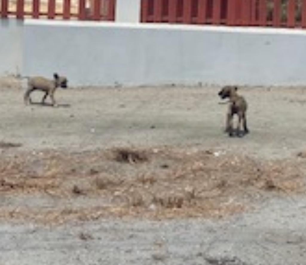 Verchillende Puppys Op Het Straat Zonder Bescherming 160 Whatsapp Image 2023 07 27 At 12.41.04 Pm 1