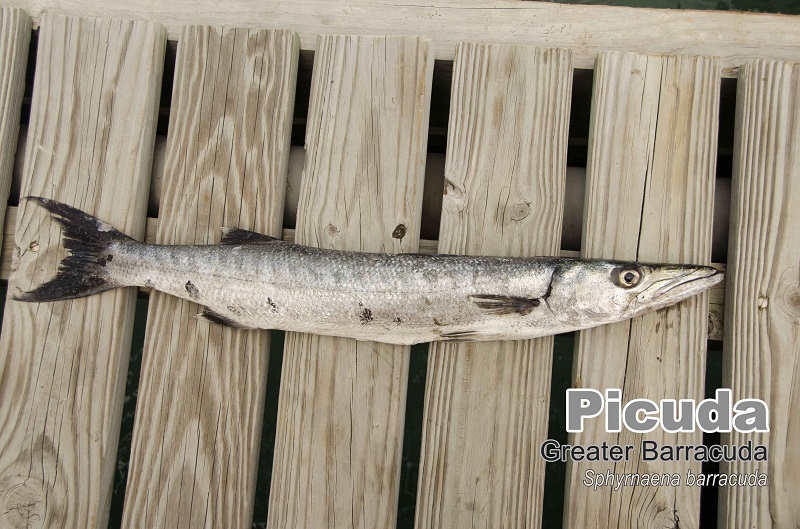 Picuda Barracuda