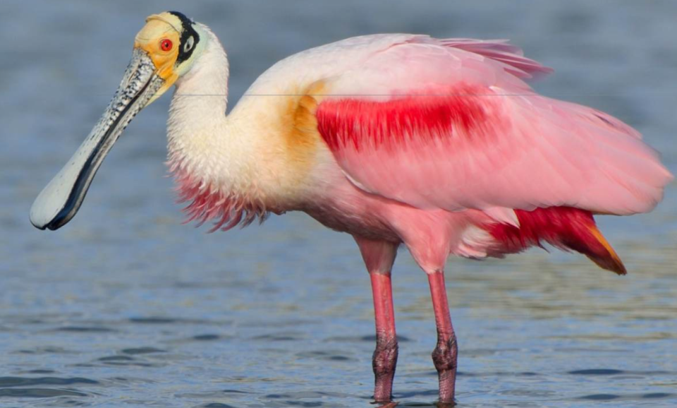 𝐑𝐨𝐬𝐞𝐚𝐭𝐞 𝐒𝐩𝐨𝐨𝐧𝐛𝐢𝐥𝐥