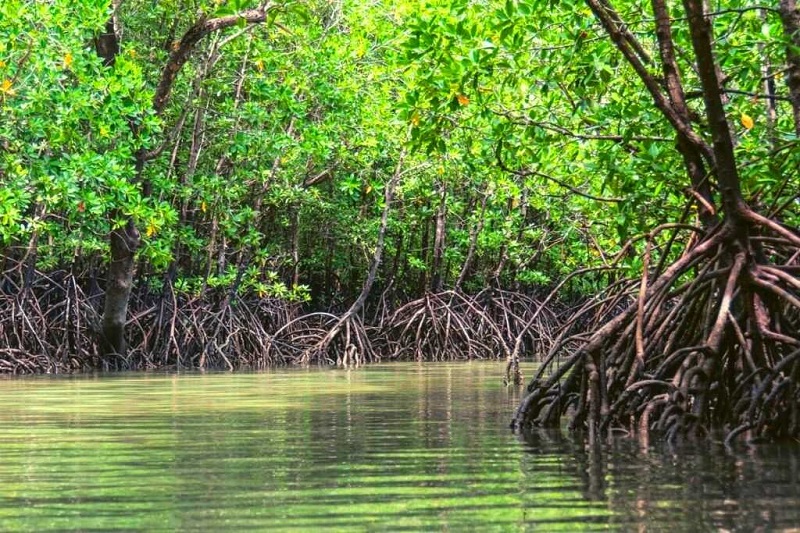Si Nos No Respeta E Siclo Di Criadero Di Bestia Di Lama Pronto Lo Nos No Tin Cuminda Riba Mesa .5