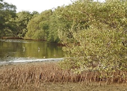 Si Nos No Respeta E Siclo Di Criadero Di Bestia Di Lama Pronto Lo Nos No Tin Cuminda Riba Mesa .66