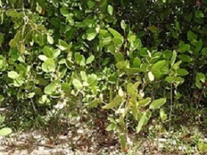 Si Nos No Respeta E Siclo Di Criadero Di Bestia Di Lama Pronto Lo Nos No Tin Cuminda Riba Mesa .7