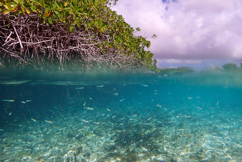 Si Nos No Respeta E Siclo Di Criadero Di Bestia Di Lama Pronto Lo Nos No Tin Cuminda Riba Mesa