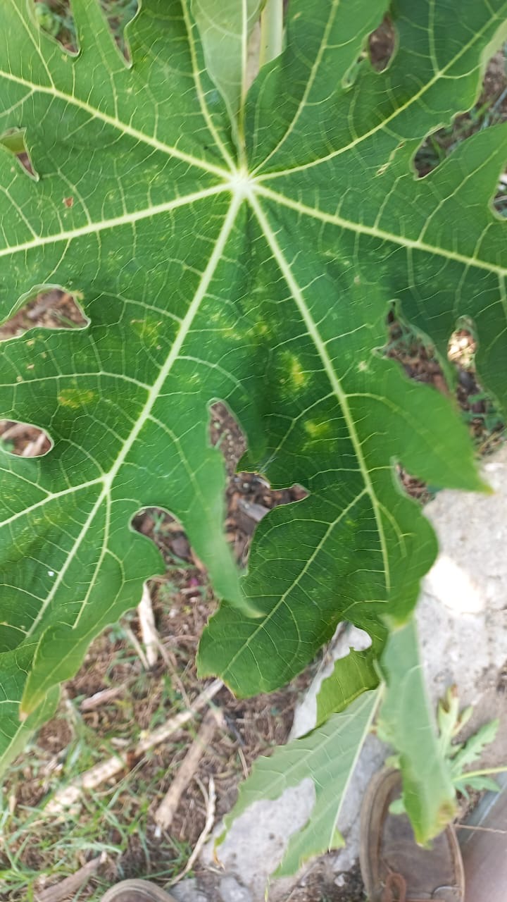 Hasi Control Di Pispis Pa E No Causa Daño Na Bo Mata Di Papaya 161 Hasi Control Di Pispis Pa E No Causa Dano Na Bo Mata Di Papaya.2