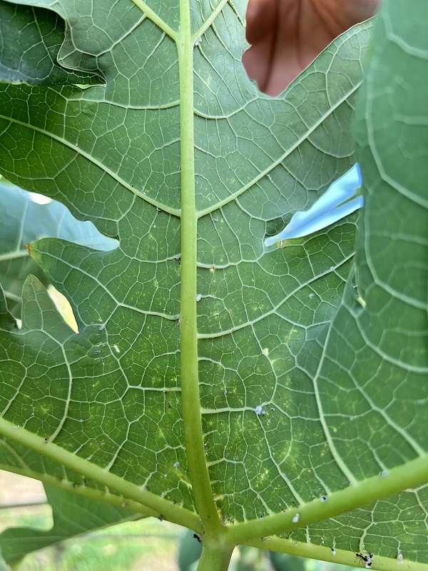 Hasi Control Di Pispis Pa E No Causa Daño Na Bo Mata Di Papaya 160 Hasi Control Di Pispis Pa E No Causa Dano Na Bo Mata Di Papaya