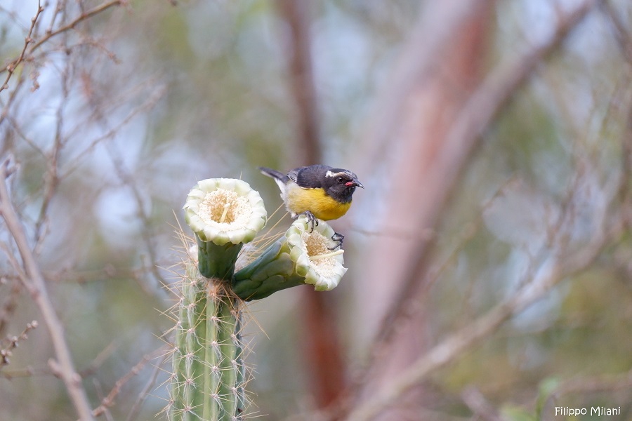 Bananaquit Credit Filippo Milani