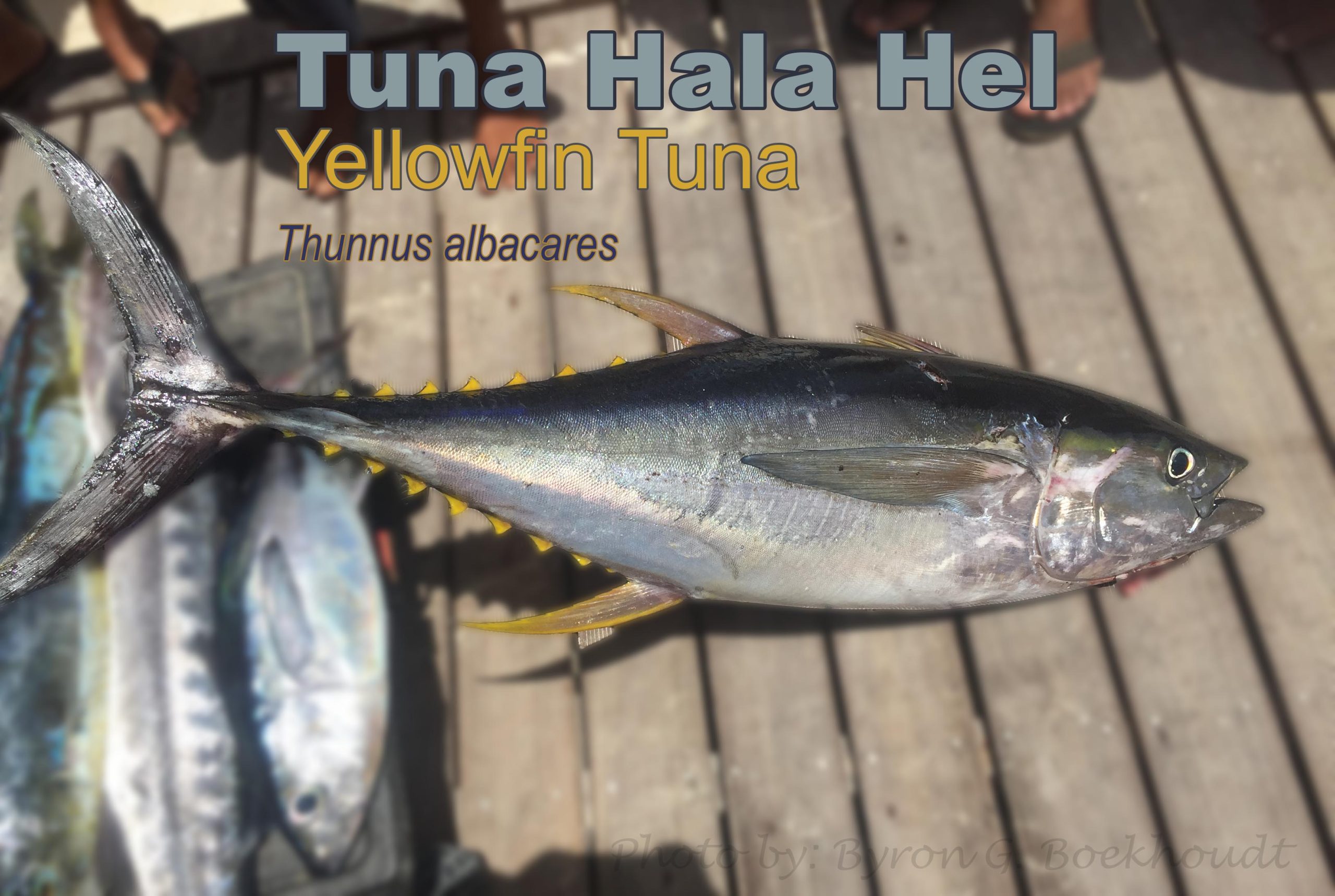Nomber Di Pisca Na Papiamento: Tuna Hala Hel 161 Tuna Hala Hel Yellowfin Tuna Scaled