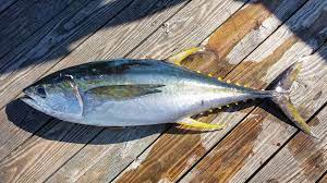Nomber Di Pisca Na Papiamento: Tuna Hala Hel 160 Yellowfin Tuna 1 1