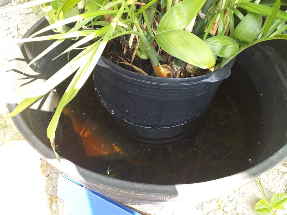 Dengue 2