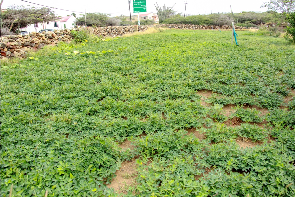 Recordatorio Pa Yega Na Remarke Pa Tarifa Special Di Awa Pa Cunukero 160 Img 0133