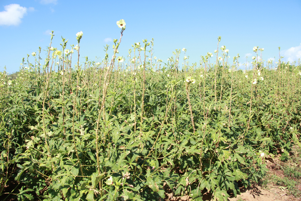 Recordatorio Pa Yega Na Remarke Pa Tarifa Special Di Awa Pa Cunukero 161 Img 1155
