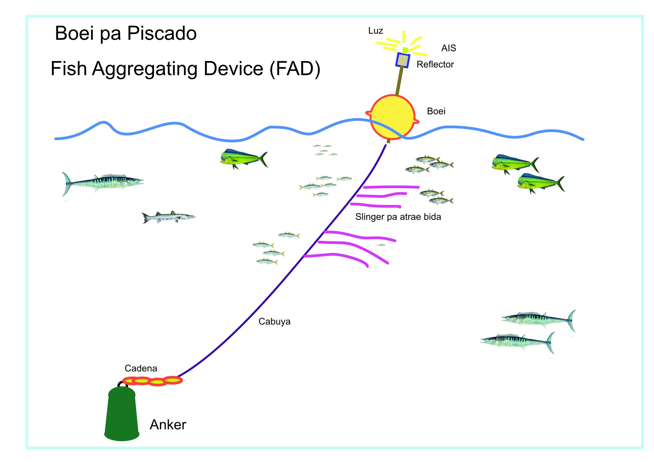 A Instala E Prome Dos Boei Pa Piscado Den Awanan Di Aruba 1 Scaled