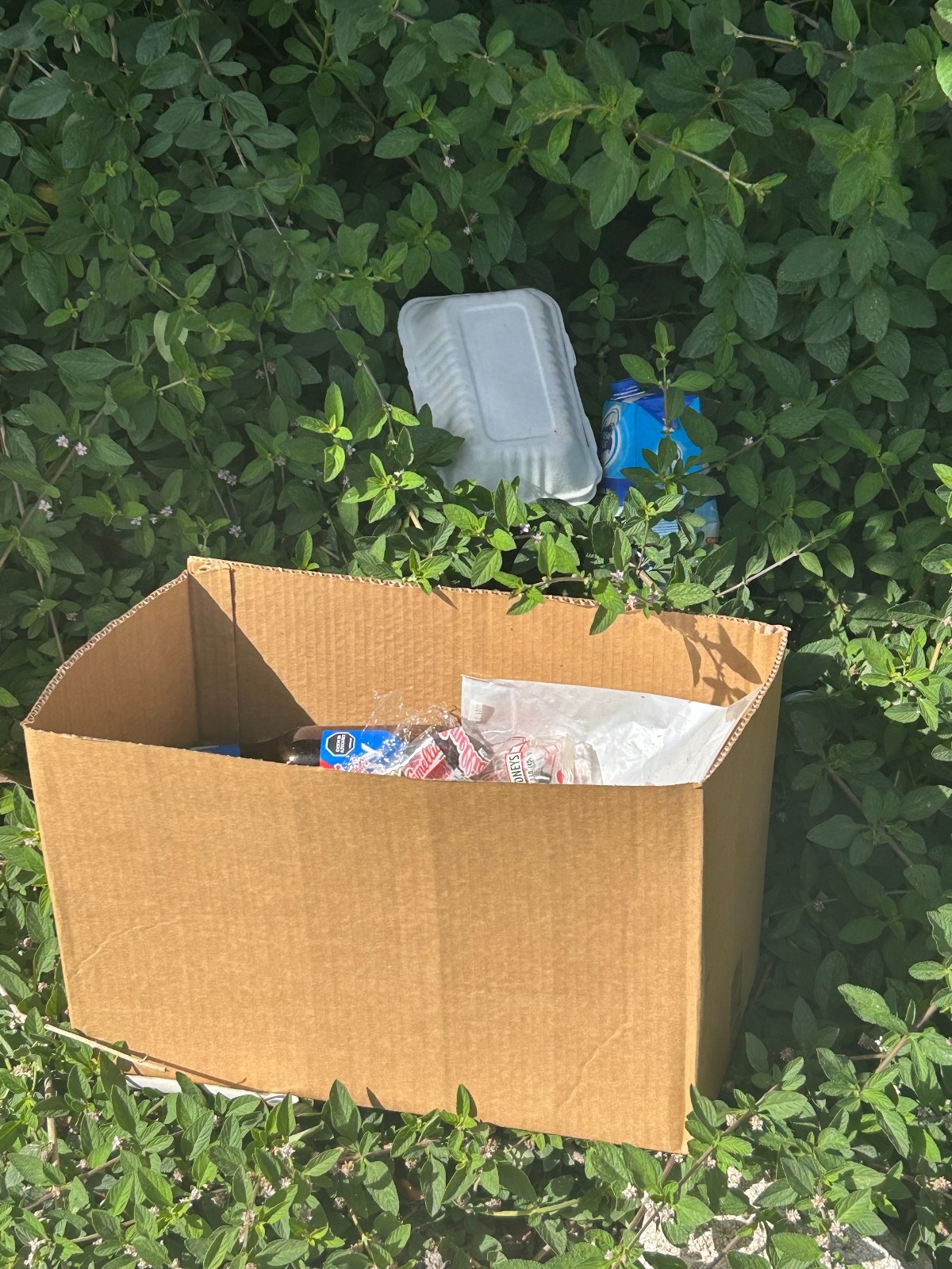 Aruba A Bira Un Sistema Contrario Na Kico Ta Bon 1