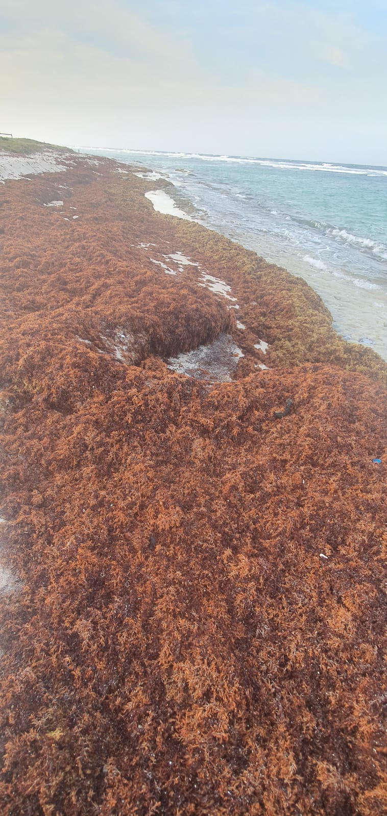 Naturalesa Ta Papia Cu Nos Cantidad Grandi Di Sargassum Na Grape Field 160 Sargassum Na Grape Field 2