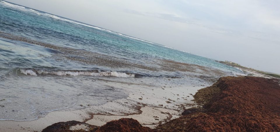 Sargassum Na Grape Field 3