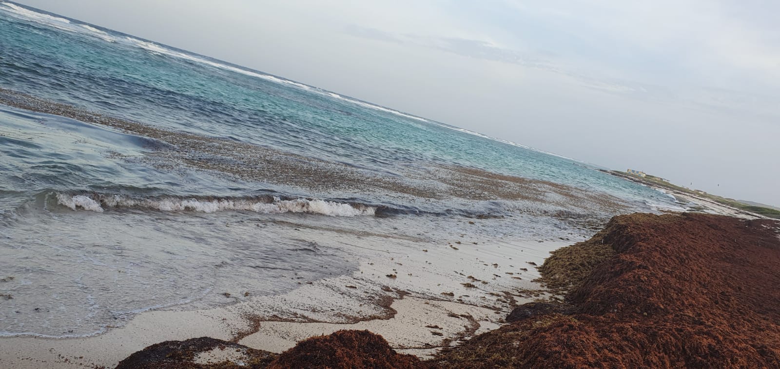Naturalesa Ta Papia Cu Nos Cantidad Grandi Di Sargassum Na Grape Field 161 Sargassum Na Grape Field 3