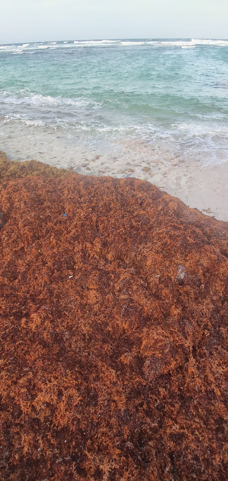 Naturalesa Ta Papia Cu Nos Cantidad Grandi Di Sargassum Na Grape Field 163 Sargassum Na Grape Field 5