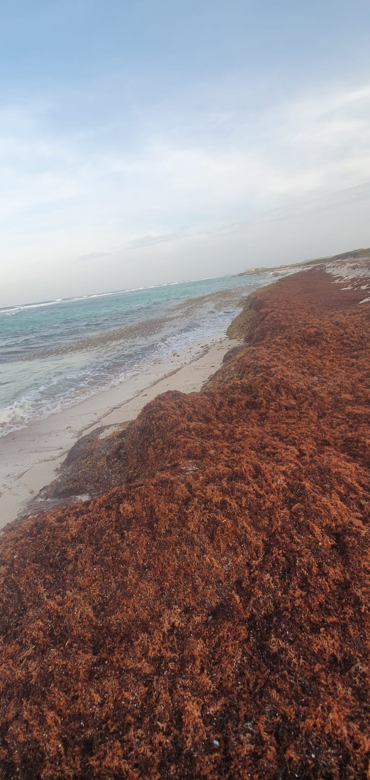 Naturalesa Ta Papia Cu Nos Cantidad Grandi Di Sargassum Na Grape Field 164 Sargassum Na Grape Field 6