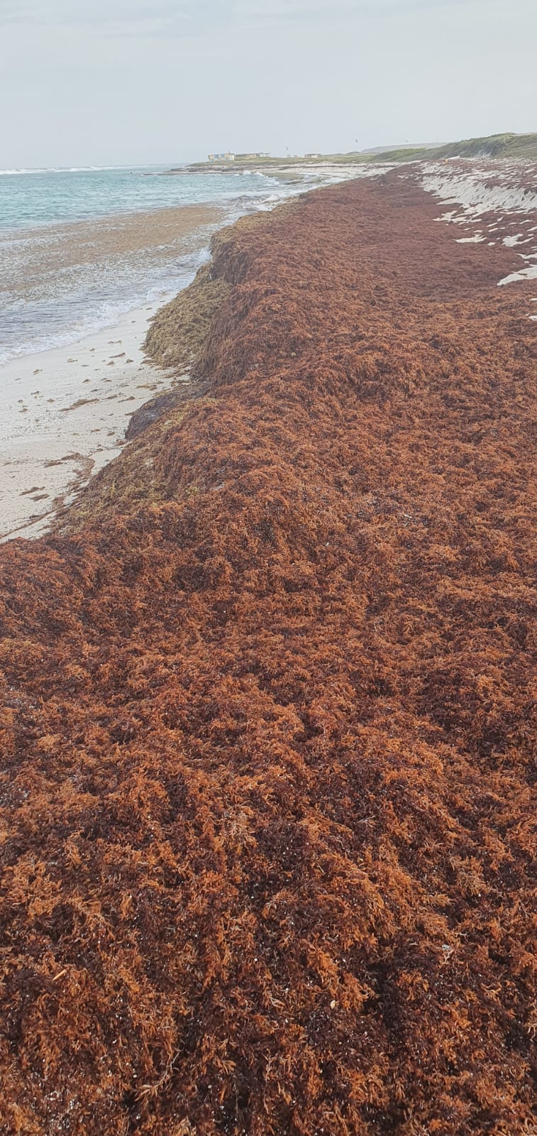 Naturalesa Ta Papia Cu Nos Cantidad Grandi Di Sargassum Na Grape Field 165 Sargassum Na Grape Field 7