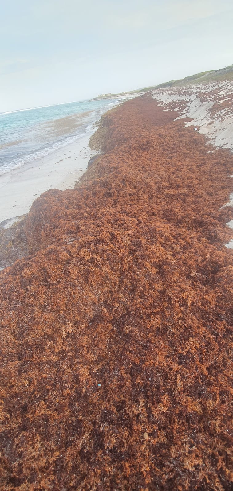 Naturalesa Ta Papia Cu Nos Cantidad Grandi Di Sargassum Na Grape Field 166 Sargassum Na Grape Field 8