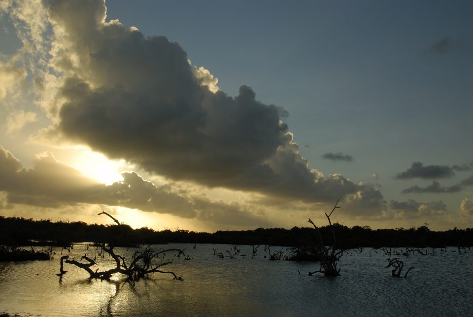 Degraded Mangrove Area. Photo Credit Henkjan Kievit