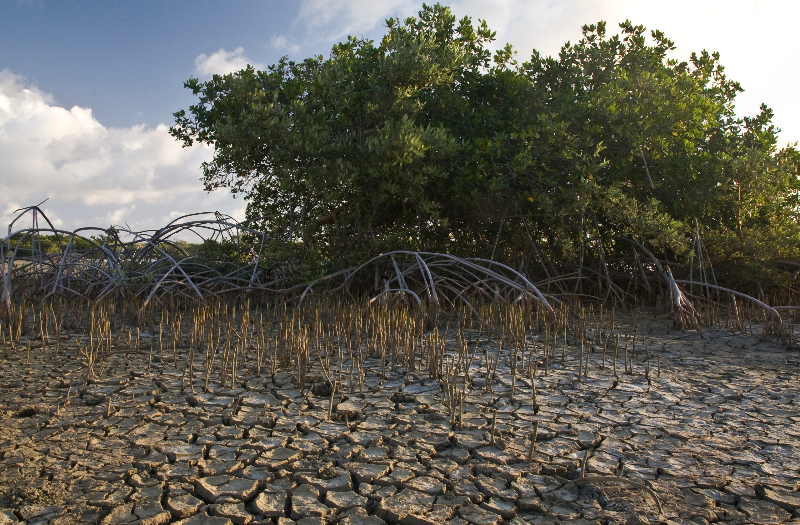 Red And Black Mangroves Photo Credit Marjolijn Lopes Cardozo Scaled