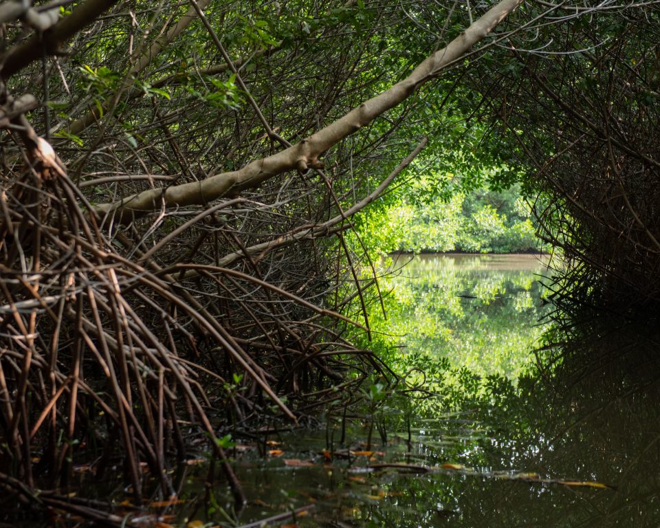 Red Mangrove. Photo Credit Hans Smulders 1