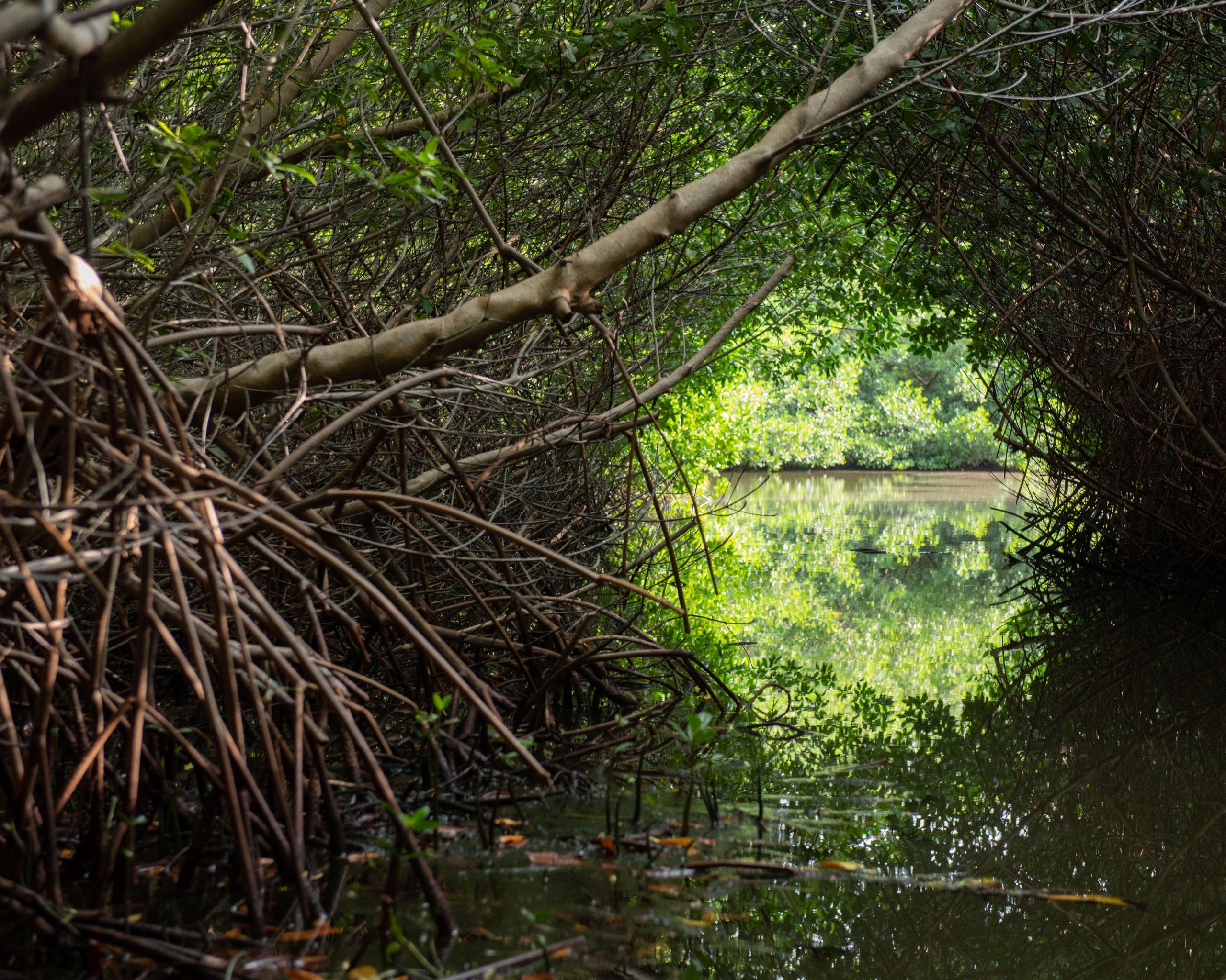 Red Mangrove. Photo Credit Hans Smulders 1 Scaled