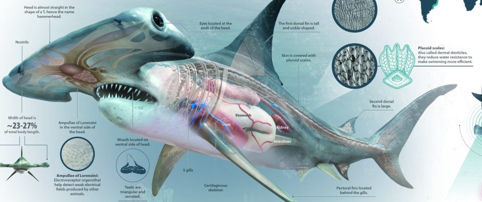 Hammerhead Mokarram 1