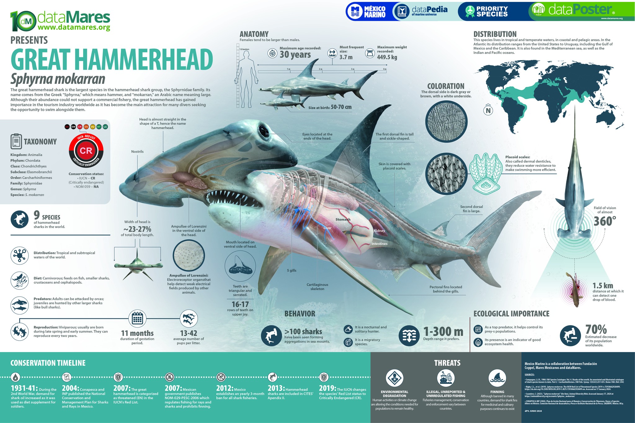 Hammerhead Mokarram