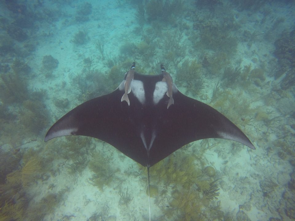 2017 06 03 Susan Hieter Jads Dive Centergopr0344