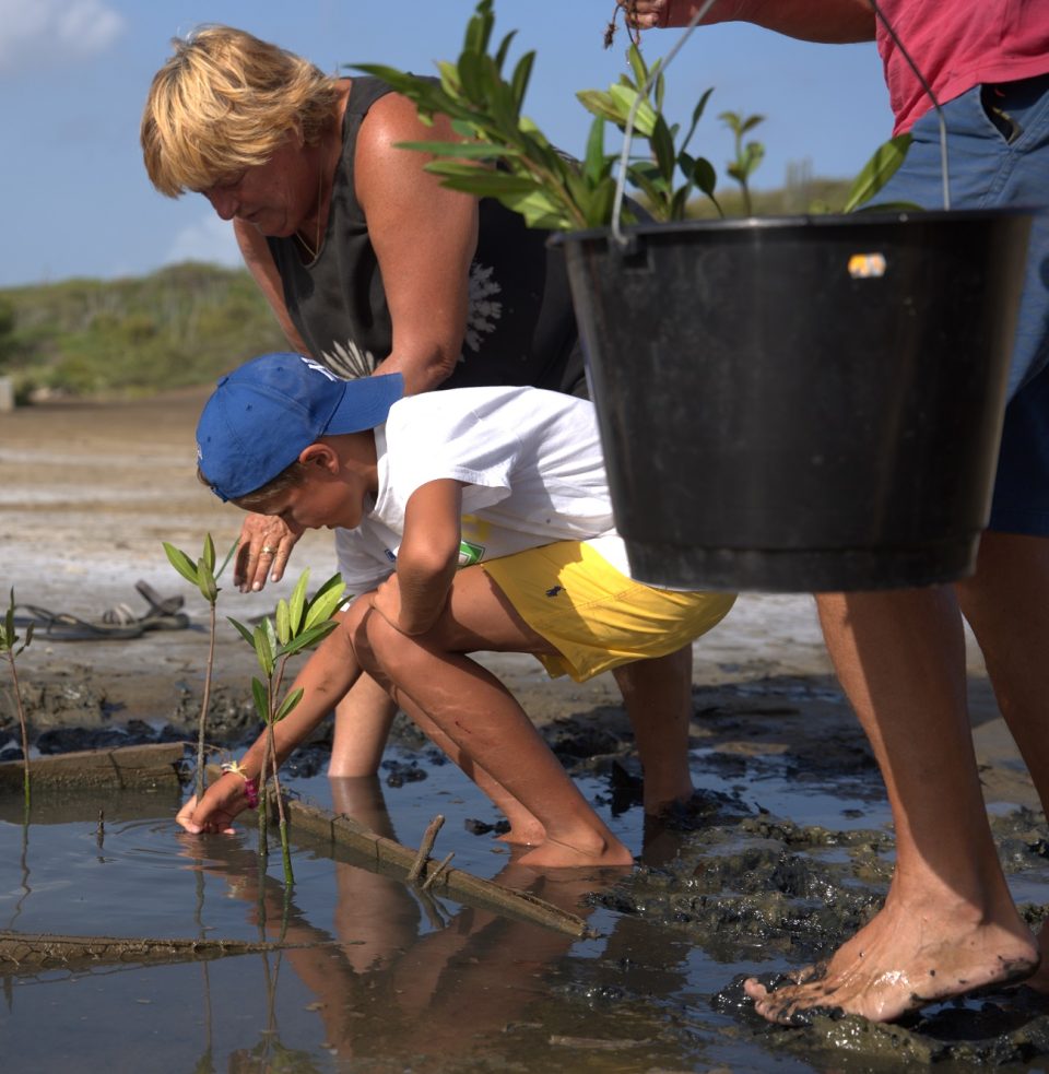 Mangrove 001