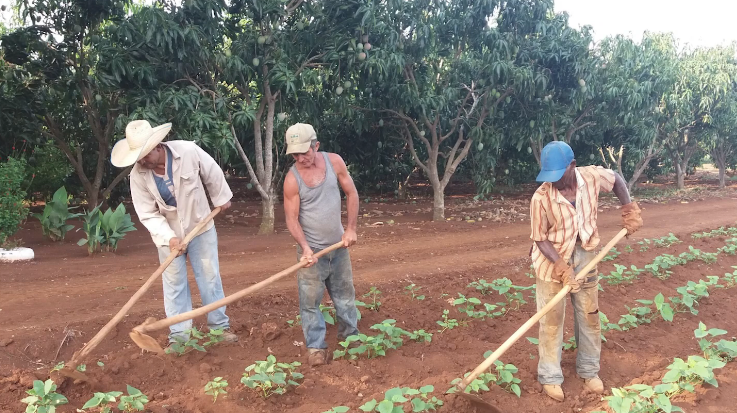 Minister Geoffrey Wever Un Politico Comerciante Cu Su Arogancia Ta Impone Riba Sector Di Agricultur