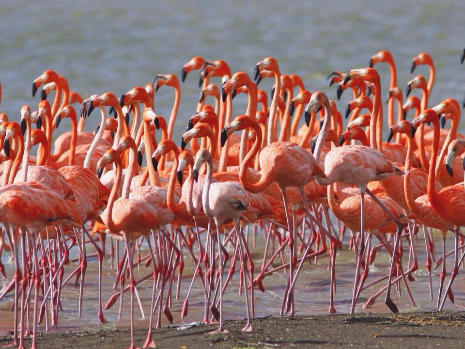 Flamingo