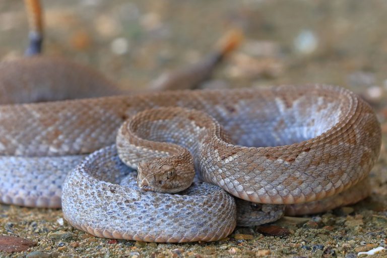 Aruba’s Cascabel is in danger of extinction, a species found nowhere else in the world