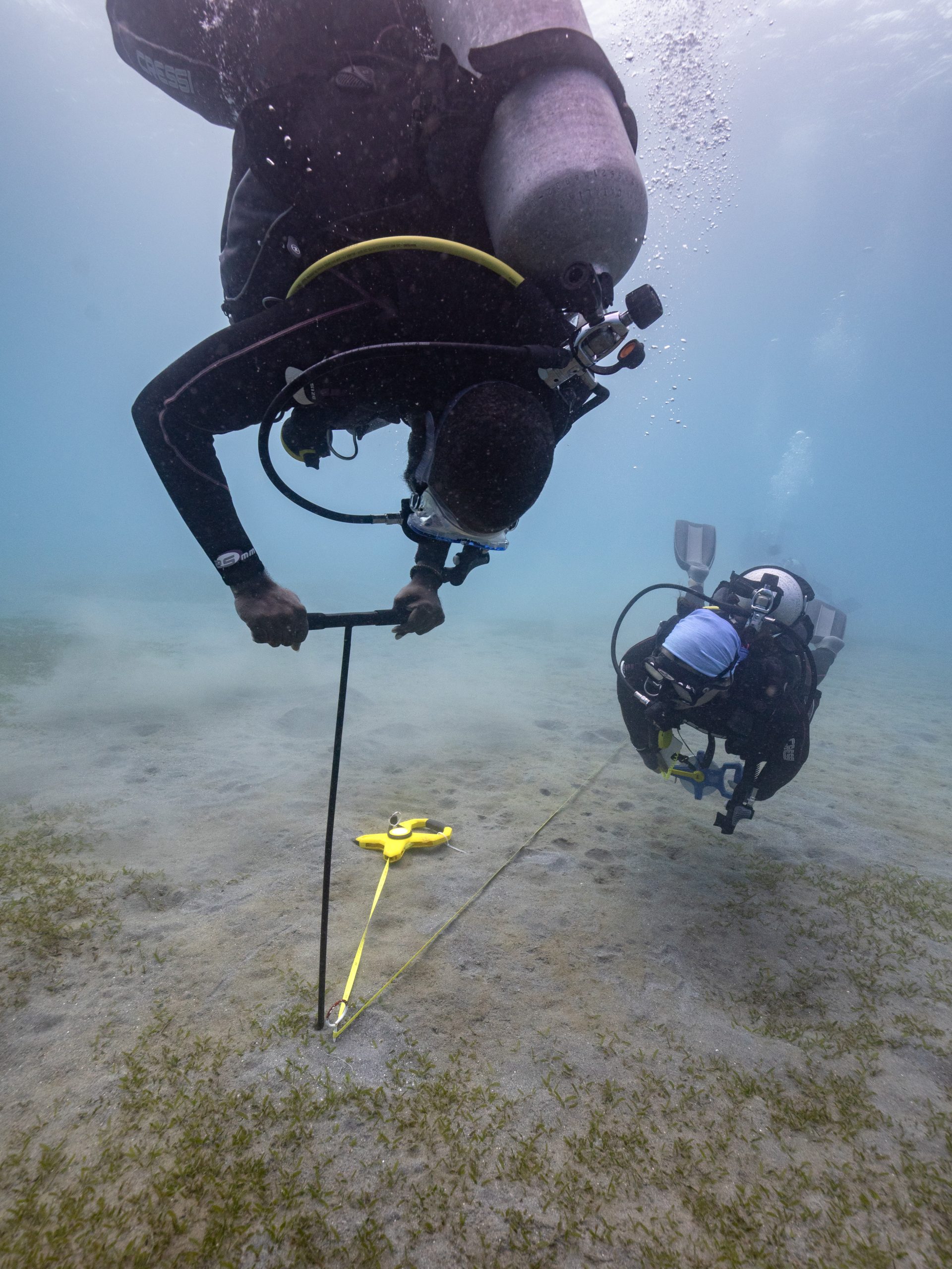 Taro And Fi Probing Scaled