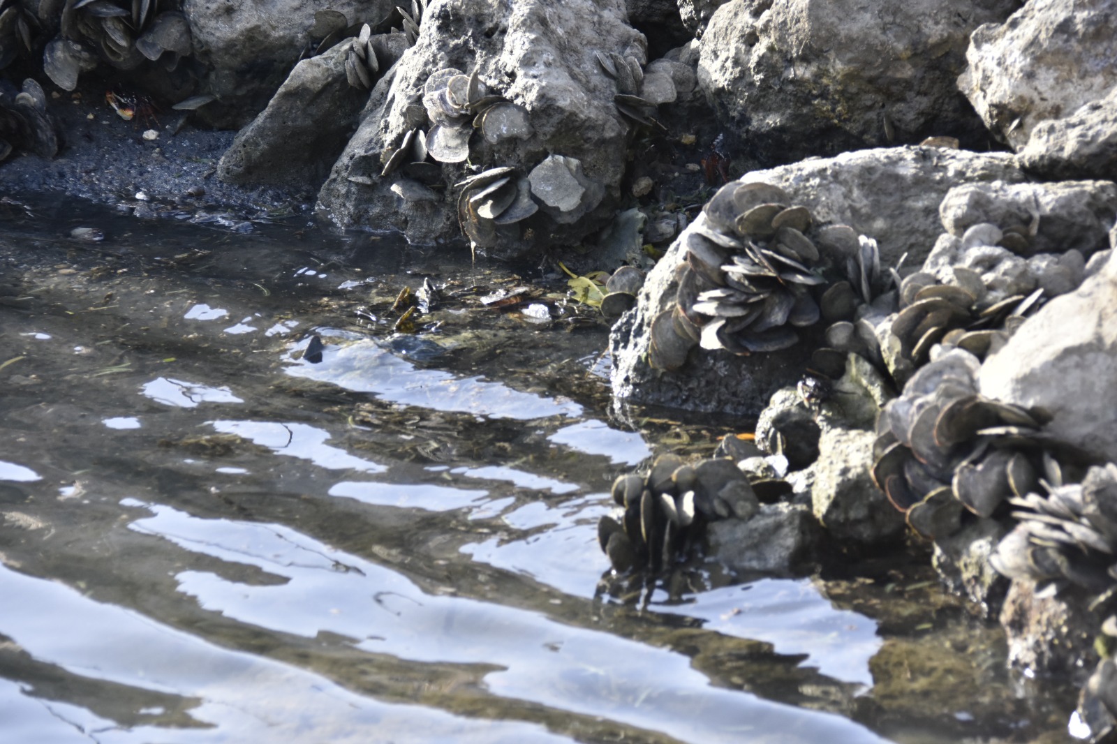 Parlamentario Eduard Pieters (Ppa): “Cura Cabay Ta Un Mescla Di Cultura, Contaminacion Y Negligencia” 180 Eduard Pieters Cura Cabay 6