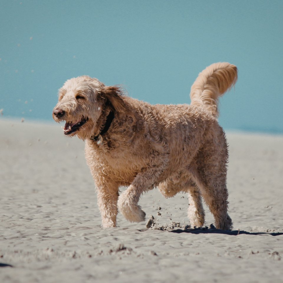 Hond Strand
